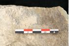 Foto (Detailansicht) von Asplenium hochstetteri Unger (NHMW-GEO-2024-0188-10340c)